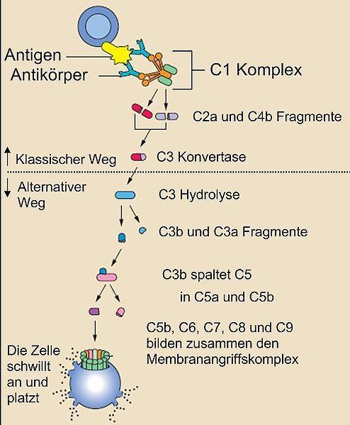 C3, C4 komplement (sérum) vysoká senzitivita i specificita AFE