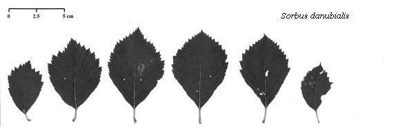 Druhový koncept Druhový koncept Taxonomické pojetí v rodu Sorbus je velice problematické, podobně jako ve všech apomoktických rodech. Častá mezidruhová hybridizace, polyploidizace a apomixie (tj.
