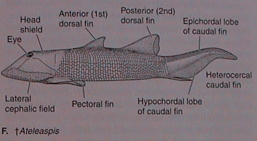 Agnatha - vymřelé skupiny 5 Thelodonti Osteostraci Osteostraci -