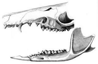 , úplný chrup (46-48), zoofágní, neovíjivý ocas vačík