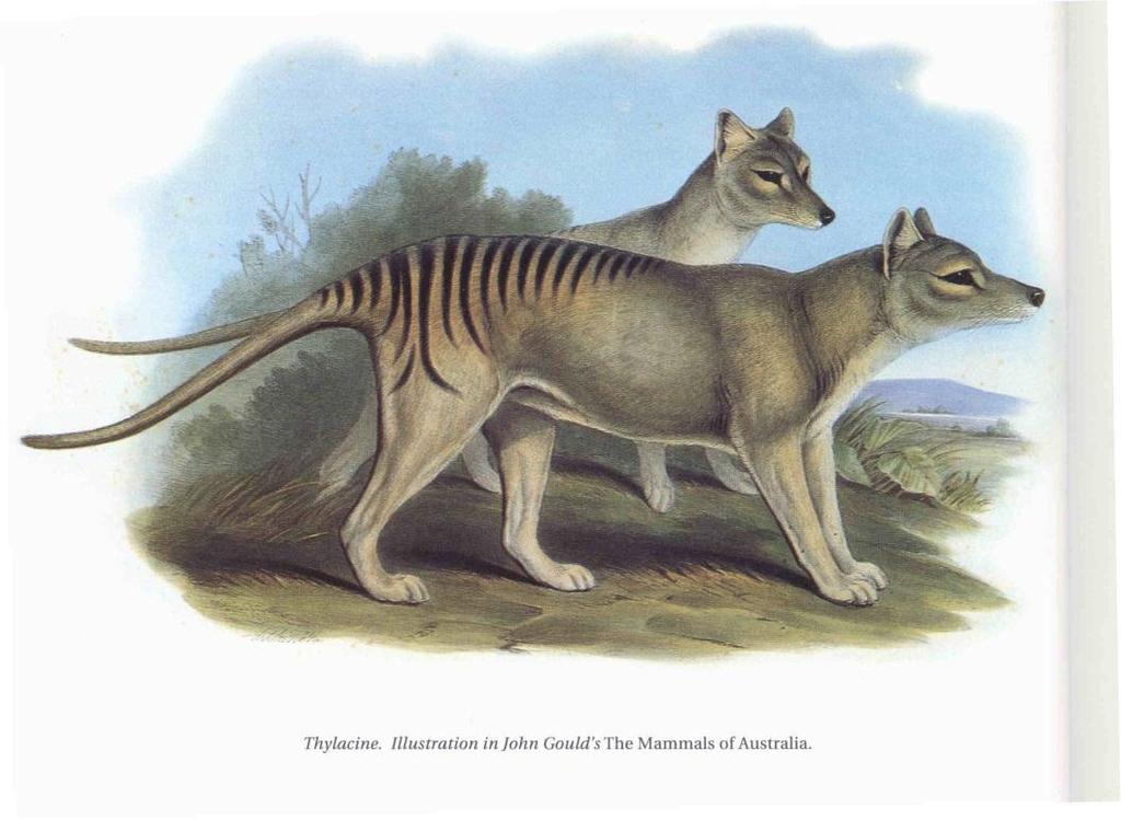 Dasyuroidea - kunovci (26/51) - Aus, zoofágní, myš-pes, úplný chrup, vzadu jen 4 prsty, pozemní vakovlkovití (1),