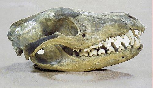 Dasyuroidea Notoryctoidea Diprotodontia Poslední vakovlk uhynul v zoo na Tasmánii v 1936, pův.