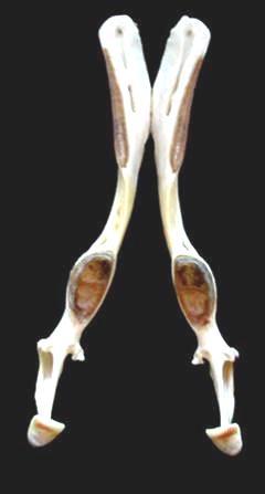 rody, 4 druhy Tachyglossus, Zaglossus Ptakopyskovití