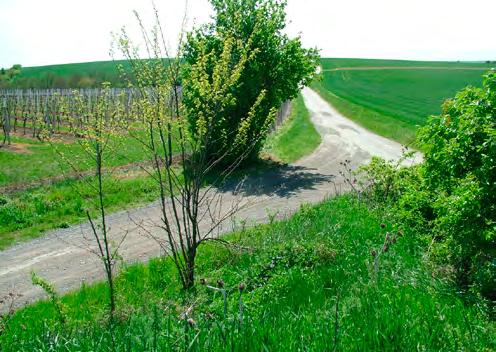 Nutno ale říct, že kdo je ochoten tlačit na pilu až do cíle, může ztrátu zase dohnat. Start je mezi poli na místní komunikaci u Horních Bojanovic.