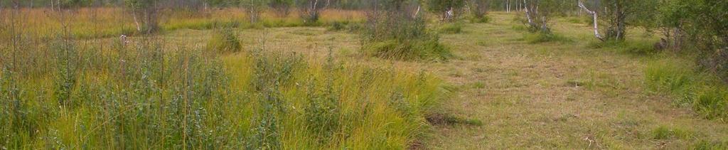 , Succisa pratensis, Serratula tinctoria,