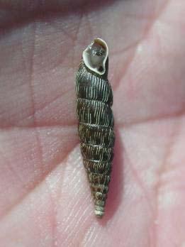 Atlantik, 7 500-4 500 BP, 9 000-3 400 BP