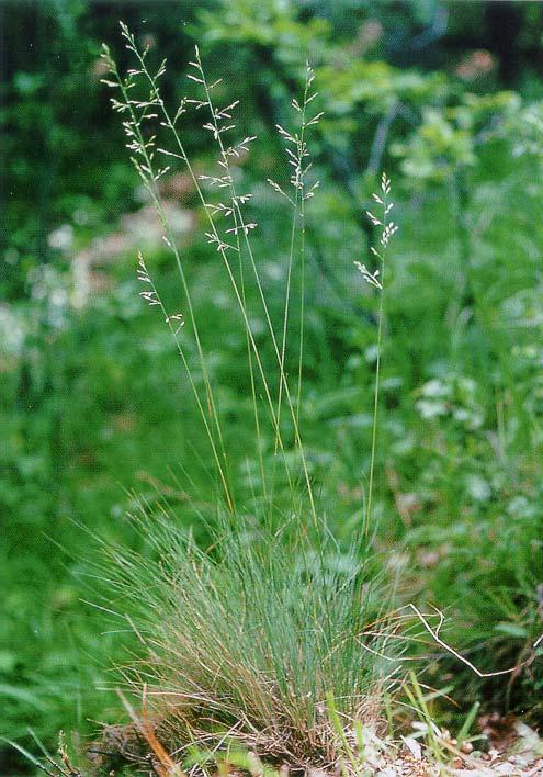 Atlantik a kontinuita bezlesí Festuca amethystina -v Předalpí častá v reliktních vápnomilných borech