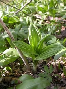 Atlantik a kontinuita bezlesí Veratrum nigrum - kontinentální prvek