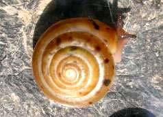 vřetenatka Laciniaria plicata nebo vřetenovka Cochlodina cerata; - Nízké