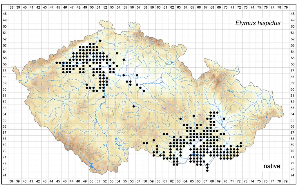 Distribution of Elymus hispidus in the Czech Republic Author of the map: Jindřich Chrtek Map produced on: 26-10-2018 Database records used for producing the distribution map of Elymus hispidus