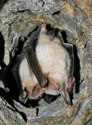 Dalšími často zaznamenanými druhy jsou netopýr velký (Myotis myotis), netopýr řasnatý (Myotis nattereri) a netopýr černý (Barbastella barbastellus), tedy druhy, které jsou v západních Čechách poměrně