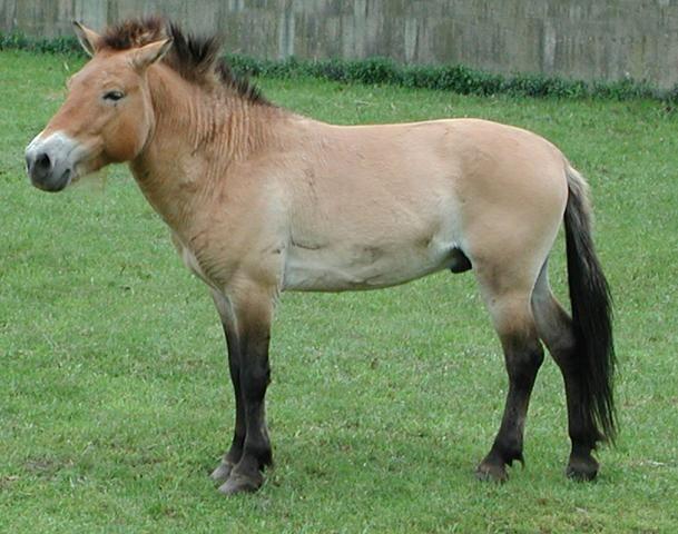 Tapiridae (tapírovití)