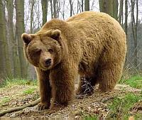 Ursus arctos