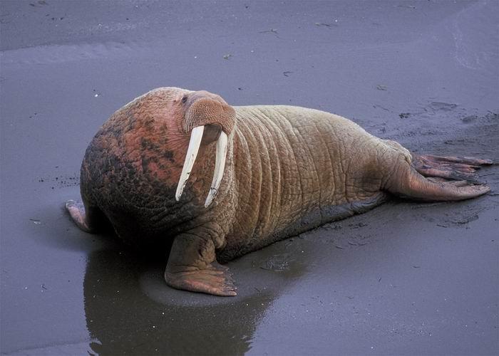 Ailuropoda