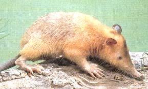 Erinaceomorpha,