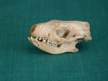 až 30 cm Solenodon