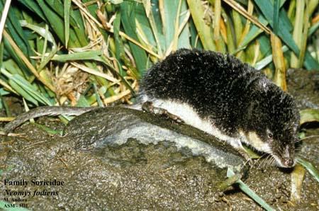 Rejskovití (Soricidae)