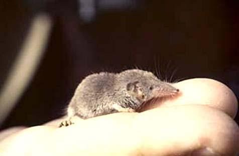 Blarina, Cryptotis aj.