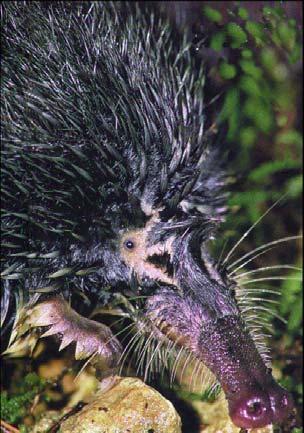 Condylura