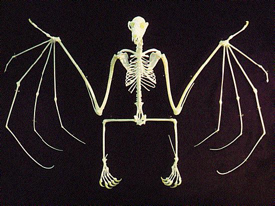 Chiroptera aktivnílet,