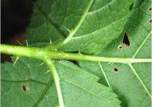 zelené postranní lístky s řapíčkem 0-2 mm dl.