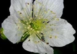 , tenké plstnaté, jemně jehlicově ostnité květy bílé s širokými