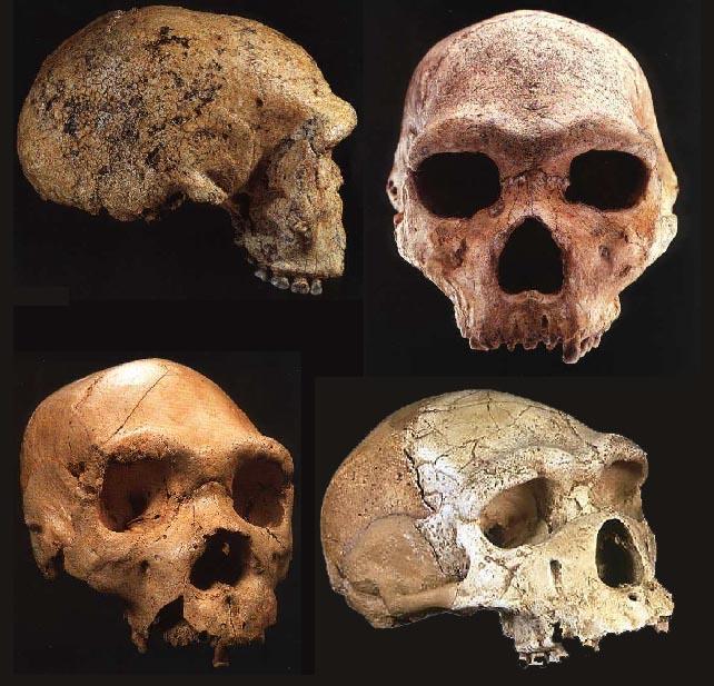 Homo heidelbergensis - archaický Homo