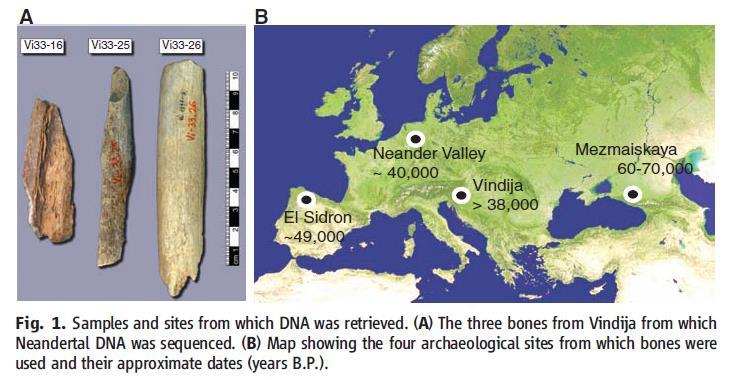 Genetika neandrtálců Mapování genomu neandrtálců se provádělo pomocí genetických mikročipů