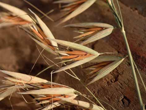 tritikale ozimé a žito ozimé (BBCH 13 31) Dávkování 0,8 1 l/ha 200 300 l/ha vody