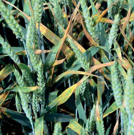 padlí travní braničnatka pšeničná rhynchosporiová skvrnitost Složení bixafen 50 g/l