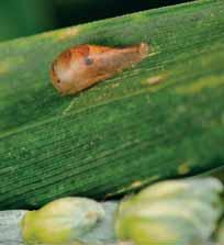 kohoutek Kohoutci - larva mšice REGULÁTORY RŮSTU INSEKTICIDY