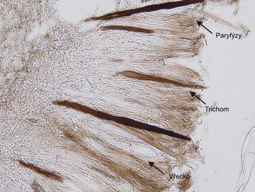 Trichoglossum (jazourek) - sety,