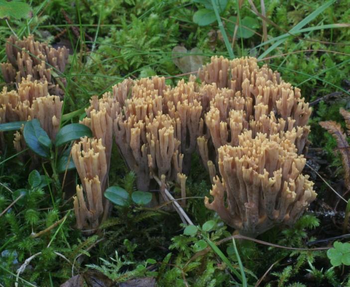 kyjankovité a kuřátkovité houby - znaky makro: zbarvení plodnice (báze, vrcholky větví) charakter větvení (U/V,