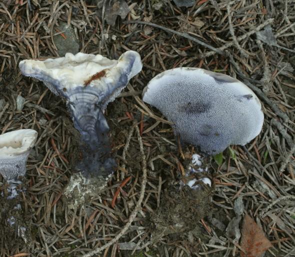 lošákovité houby - znaky makro: způsob růstu (krustothecium vs. pilothecium) zbarvení ostnů a výtr.