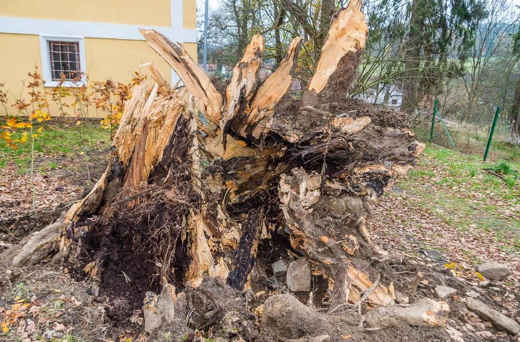 13 krom vlivu vich ice je z vyvrácených ko enů vid t, že byla