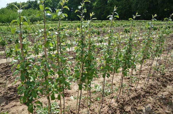 Obrázek 13. Schematické znázornění pěstitelského postupu u tzv. prorostlého stromu, v zahraničí běžně označovaném jako growth through tree. Obrázek 14.