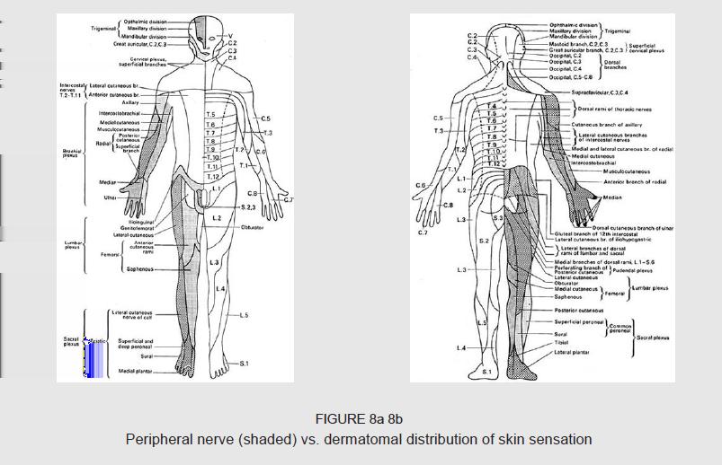 Obr. 8 znázor?uje rozdíl mezi míšní / dermatomální distribucí (inervací) sm?rem k pokožce oproti stejnému jevu, ovšem prost?