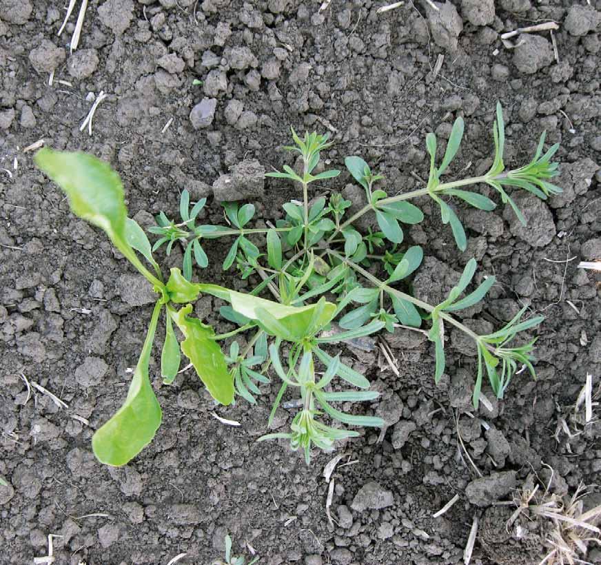 (Echinochloa crus-galli) a rostlina cukrovky, 3 klíční rostlinka rdesna blešníku (Persicaria lapathifolia), 4 cukrovka a klíční rostlinka svízele přítuly (Galium aparine) variants of crop rotation: I.