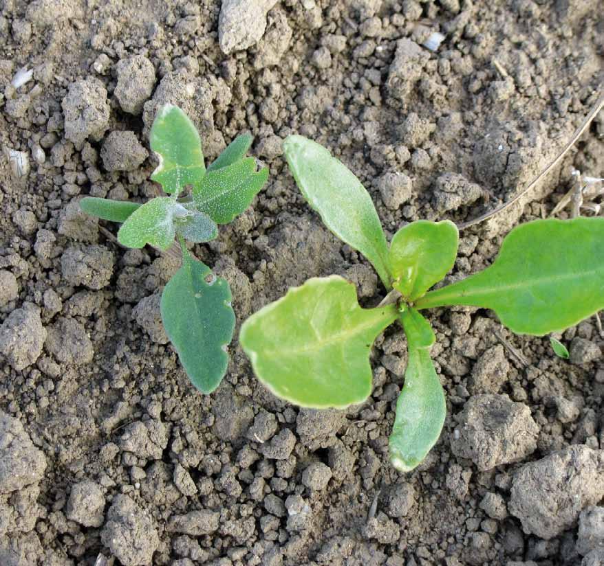 Weed infestation was evaluated in growths of sugar beet during 2013 and 2014 using the counting method and the number of individuals was determined at 1 m 2 plots.