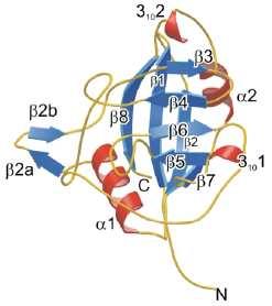 2 Cyklofiliny účastnící se sestřihu 2.1 PPIH Peptidyl-prolyl izomeráza H (známá především pod označením USA-Cyp, Snu-Cyp20 nebo CypH; Mesa et al.