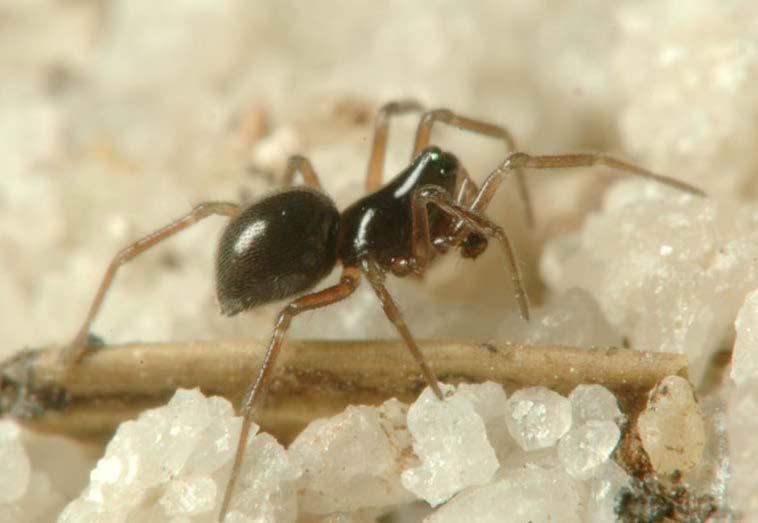 Čapek M.: Pavouci (Araneae) orlickohorských bučin Obr. 6. Diplocephalus permixtus. Foto R. Macek 2005.