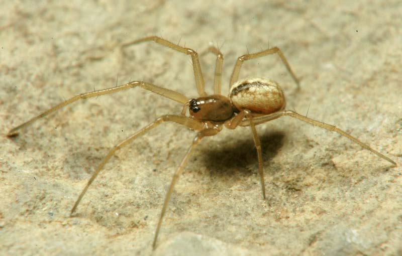 Čapek M.: Pavouci (Araneae) orlickohorských bučin Ledové sluje, RŮŽIČKA 1996). V červeném seznamu ohrožených druhů je tento druh veden jako téměř ohrožený (TO/LC).