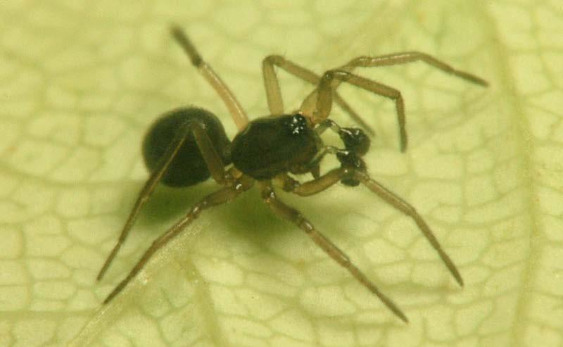 Čapek M.: Pavouci (Araneae) orlickohorských bučin Semljicola faustus (O. P.-Cambridge, 1900), obr.