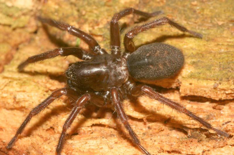Čapek M.: Pavouci (Araneae) orlickohorských bučin Obr. 12. Coelotes atropos. Foto R. Macek 2011. a Komáří vrch.