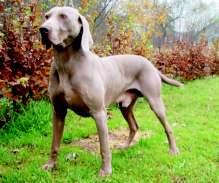 Zpravodaj 2/07 50. CAR Z HONSOVA SADU Člp ČLP/VOK/4914/07 Datum narození 3.5.2003 Chovatel Hons Jiří, Předbořice Majitel Pour Josef, Stará Paka Adresa Roškopov 101, 507 91 Stará Paka Mobil 603 889 862 E-mail pour.