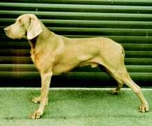 Zpravodaj 2/07 53. EGON Z VELENOVSKÉHO BORU Člp ČLP/VOK/4485 Datum narození 25.4.20002 Chovatel MVDr. Jana Kočová, Kájov Majitel Trnka Jan Adresa Míru 771/ II.