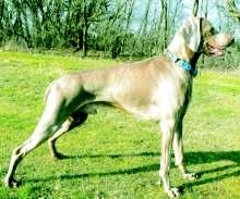 Zpravodaj 2/07 4. ARTUŠ ARTEMIS TERRA Člp ČLP/VOK/4759/05 Datum narození 3.4.2003 Chovatel Vošmiková Eva, Lhota Majitel Krejcarová Klára Adresa Podbělohorská 4, 150 00 Praha 5 Mobil 775 308 391 E-mail vymarskyohar@gmail.