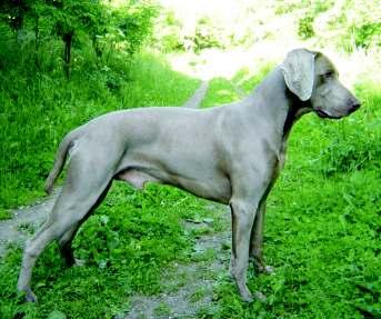 Zpravodaj 2/07 57. GARY Z POSTUPICKÝCH LESŮ Člp ČLP/VOK/4722/05 Datum narození 18.3.2003 Chovatel Chudlářský Jan, Postupice Majitel ing.