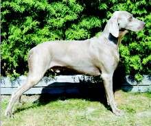Zpravodaj 2/07, 5. ASA S HUNTER THE PINK ONE Člp ČLP/VOK/5853 Datum narození 1.5.2005 Chovatel Schlachter Roger, USA Majitel Divišová Kateřina Adresa Vsetínská 1482, 768 61 Bystřice pod Hostýnem Telefon 573 379 422 Mobil 739 059 731 E-mail snakelover@centrum.