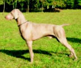 Zpravodaj 2/07 13. DRAKE SIREVA Člp ČLP/VOK/5461 Datum narození 5.7.2004 Chovatel Simpson G.F., UK Majitel Bc. Medřická Simona Adresa 436 01 Litvínov, K Loučkám 1683 Mobil 608 234 216 E-mail s.
